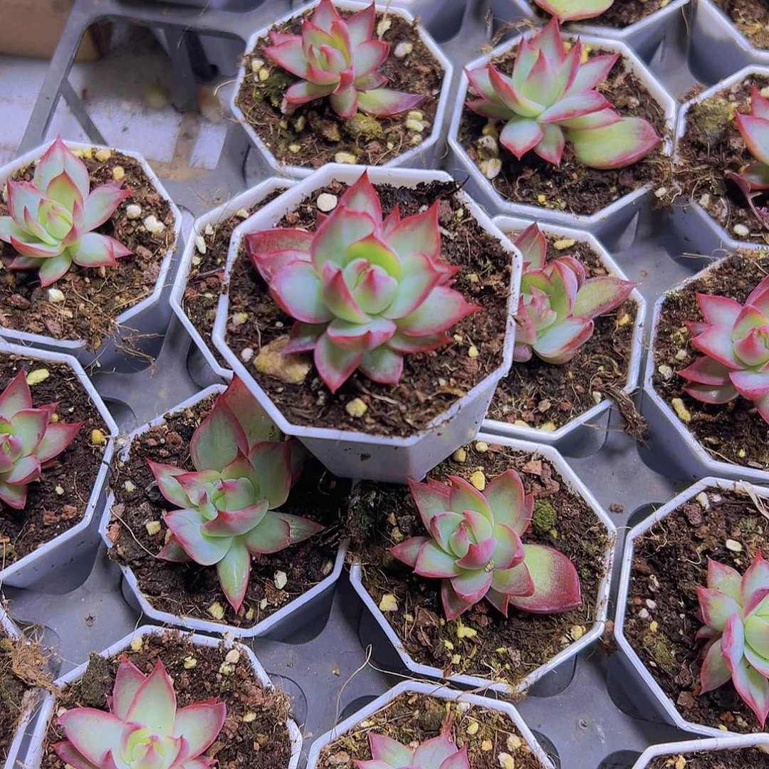 惊鸿半土发货19包邮