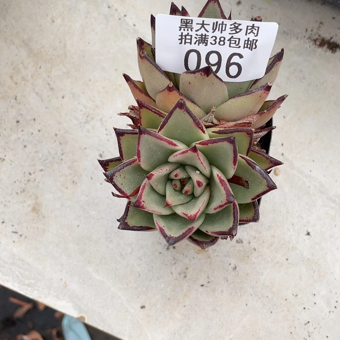 花***花黑大帅多肉96乌木