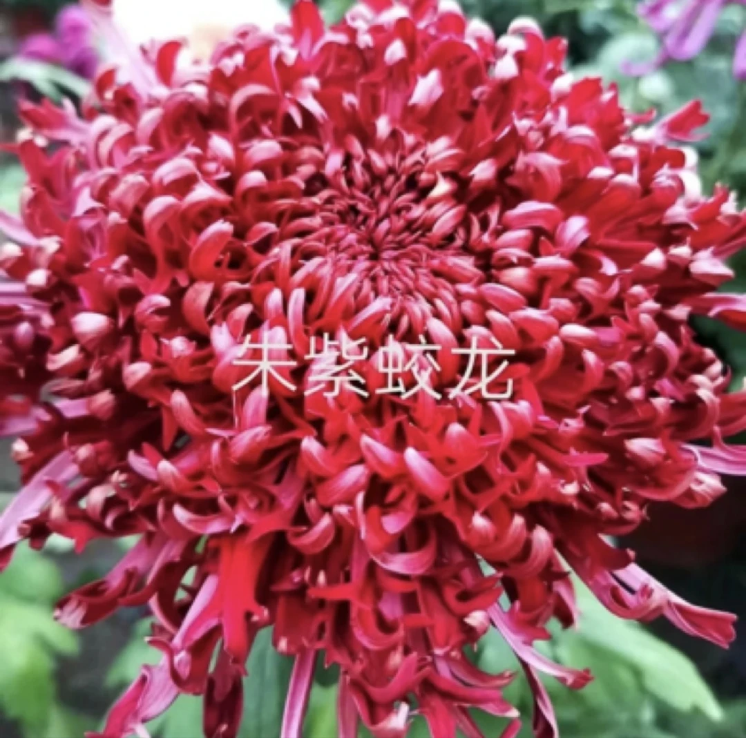 【朱紫蛟龙】丝菊菊花盆栽大花多年生耐寒好养绿植花卉带花苞发货