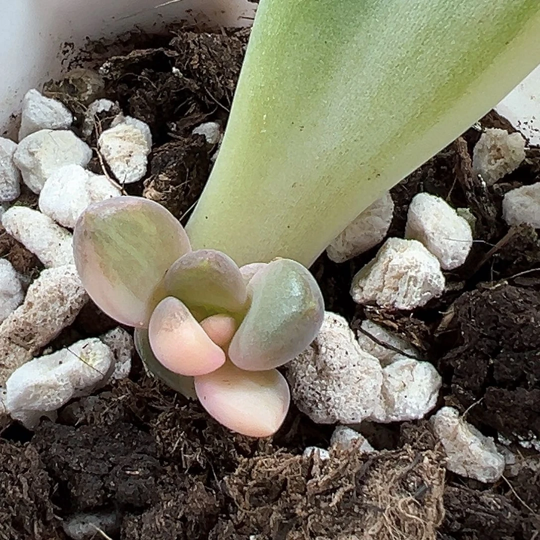 红象牙锦 小方花圃一单包邮