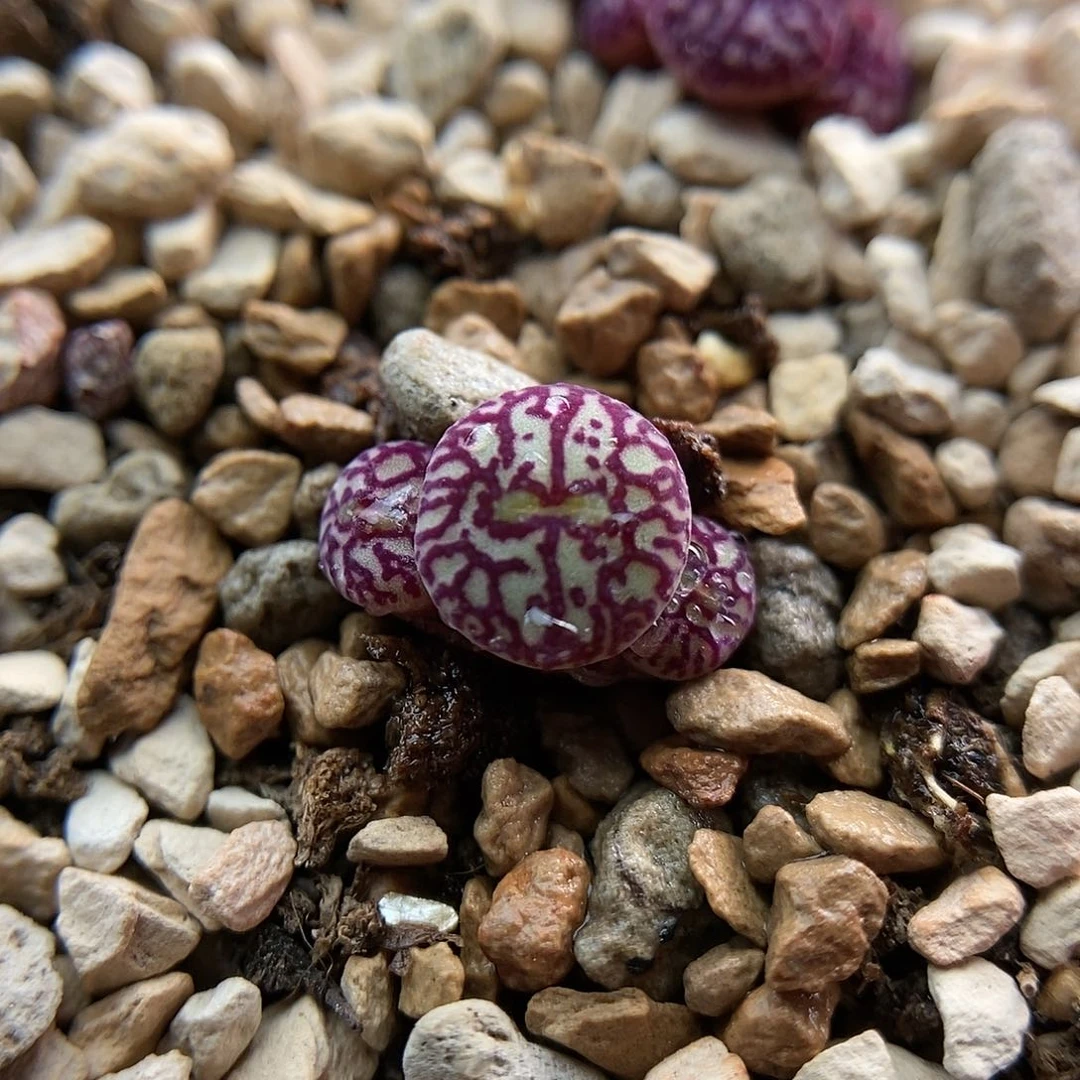 714墨小锥一颗三头包邮