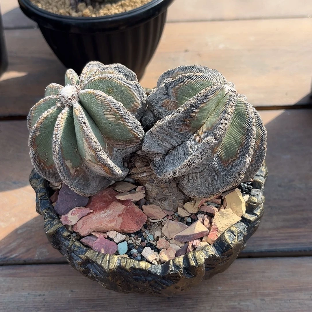 双头辛顿Zzzzzzzzszzzsszzzz