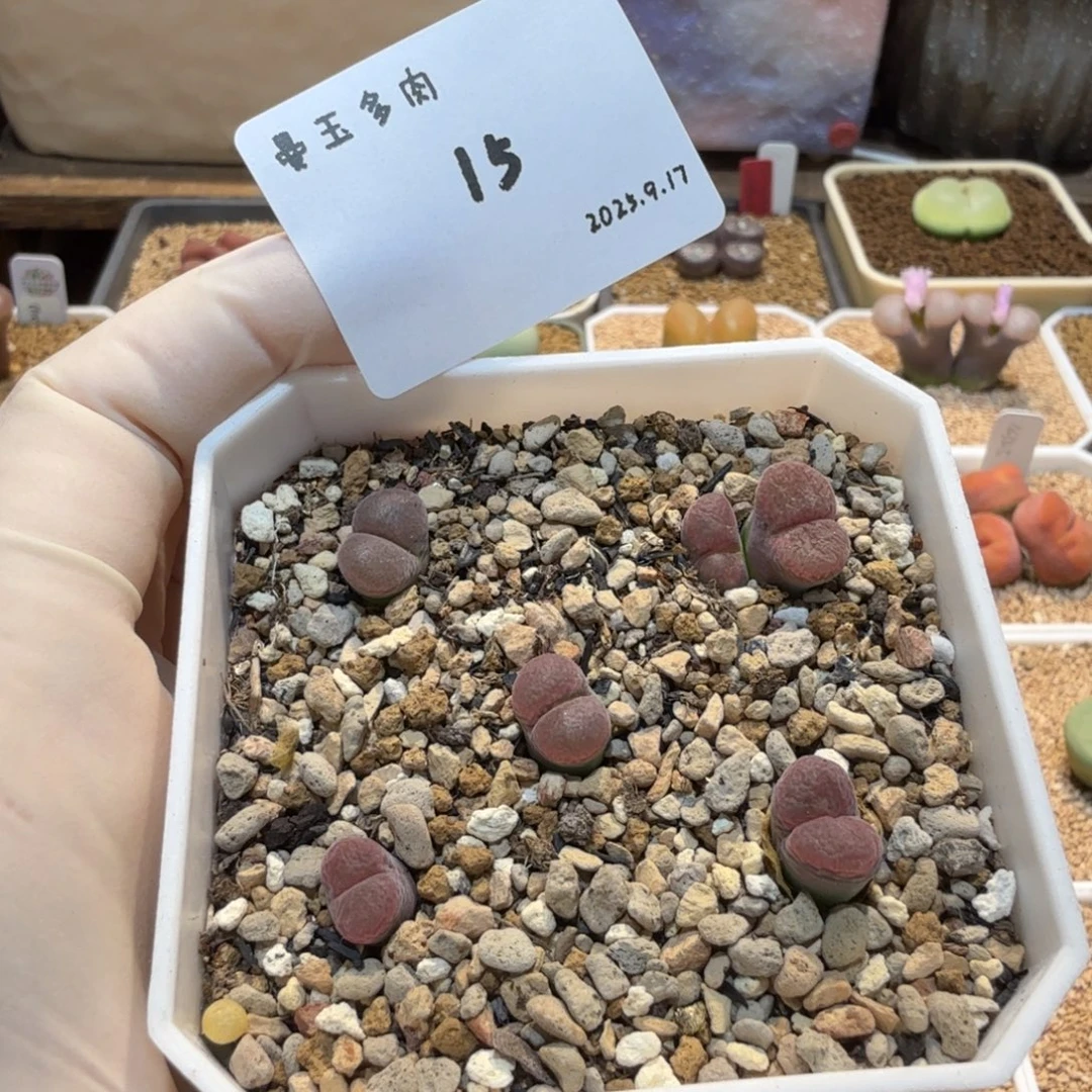 丁***加多肉多肉多肉9.17-015