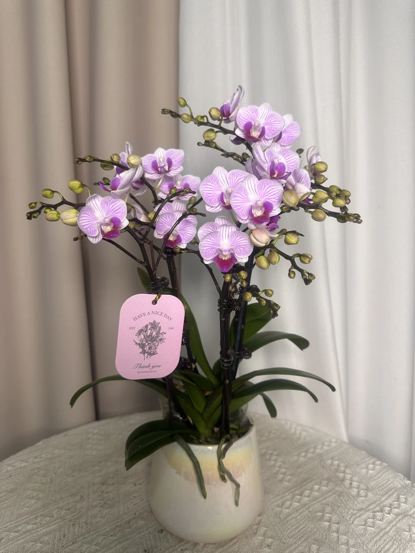 花悦里【小仙女】双花剑杯花苞多 室内花花  广州花卉源头基地