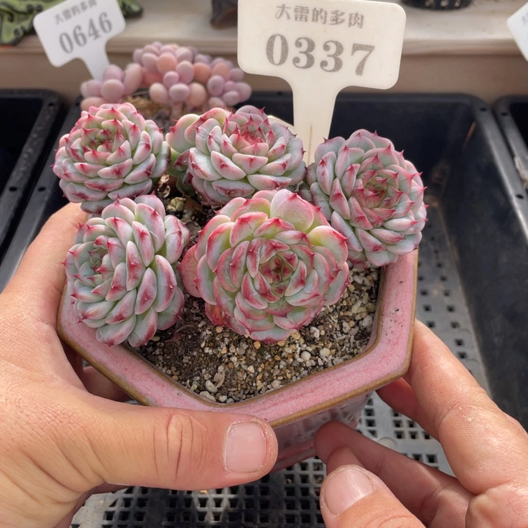 0337天鹅绒不带盆12厘米