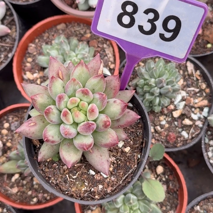 多肉植物红体岩子839