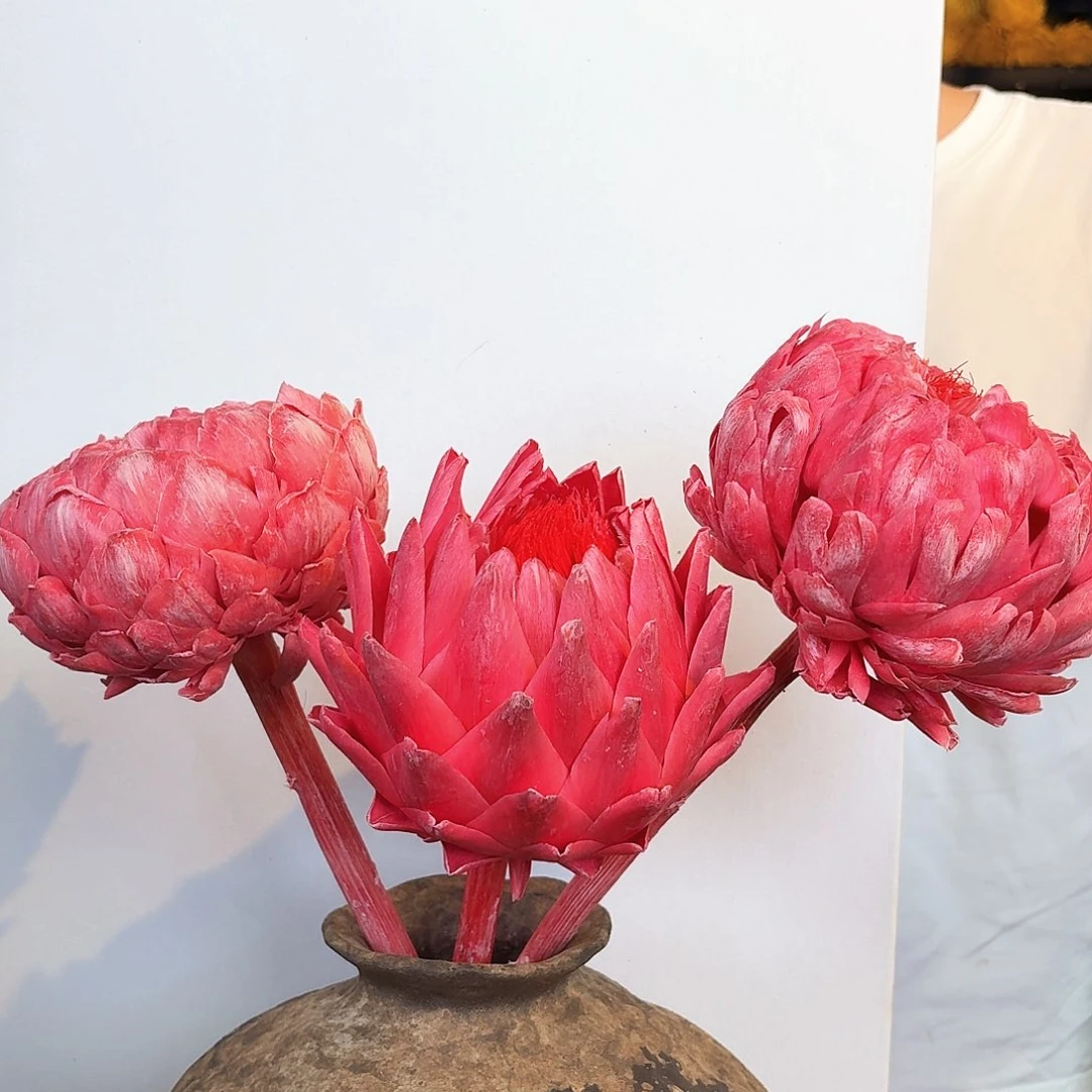 完全开放量拍粉色3枝