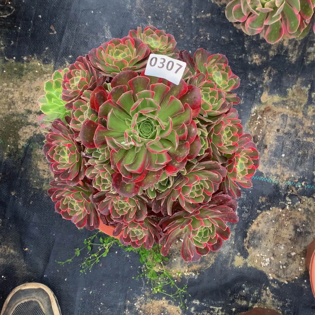 (****多肉安娜嫩桩307