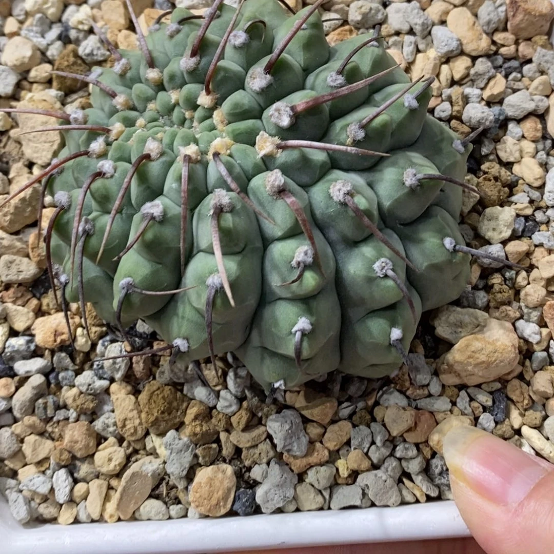 *****实生一本刺缀化9cm