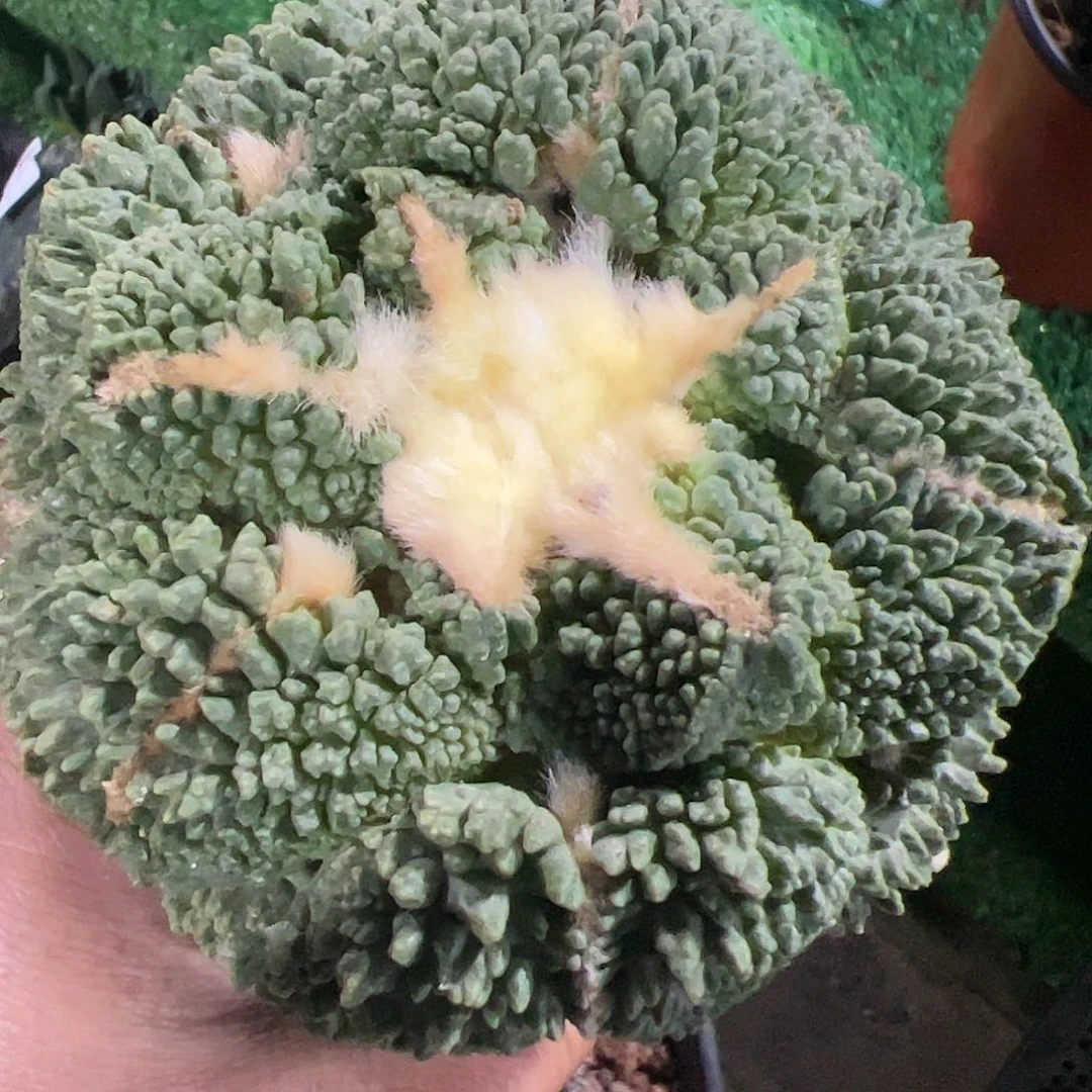 哥斯拉怒涛牡丹417仙人球