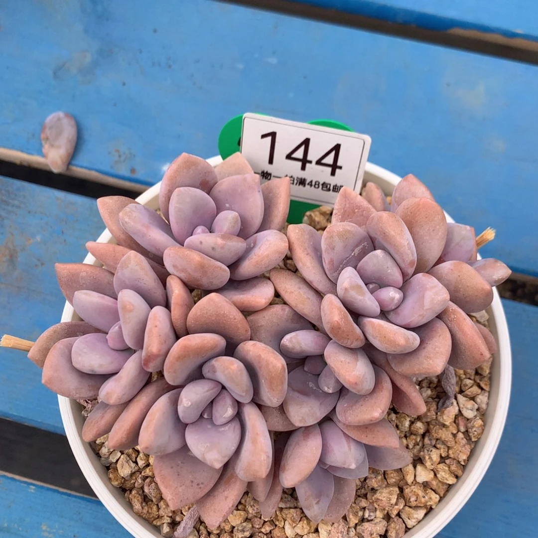 桃霜无砍一物一拍144