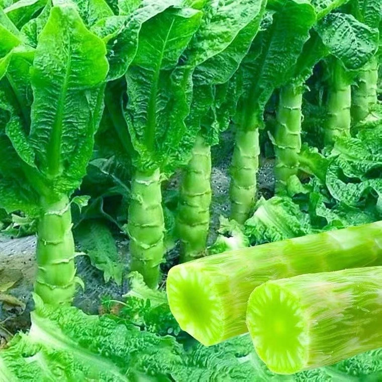四季耐寒本地莴笋苗秧苗香红皮青皮绿肉莴苣苗适合秋天种的蔬菜苗