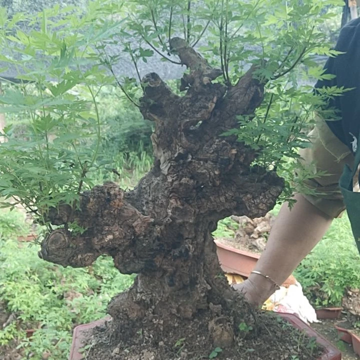 用***8当前无花栽培后可以开花