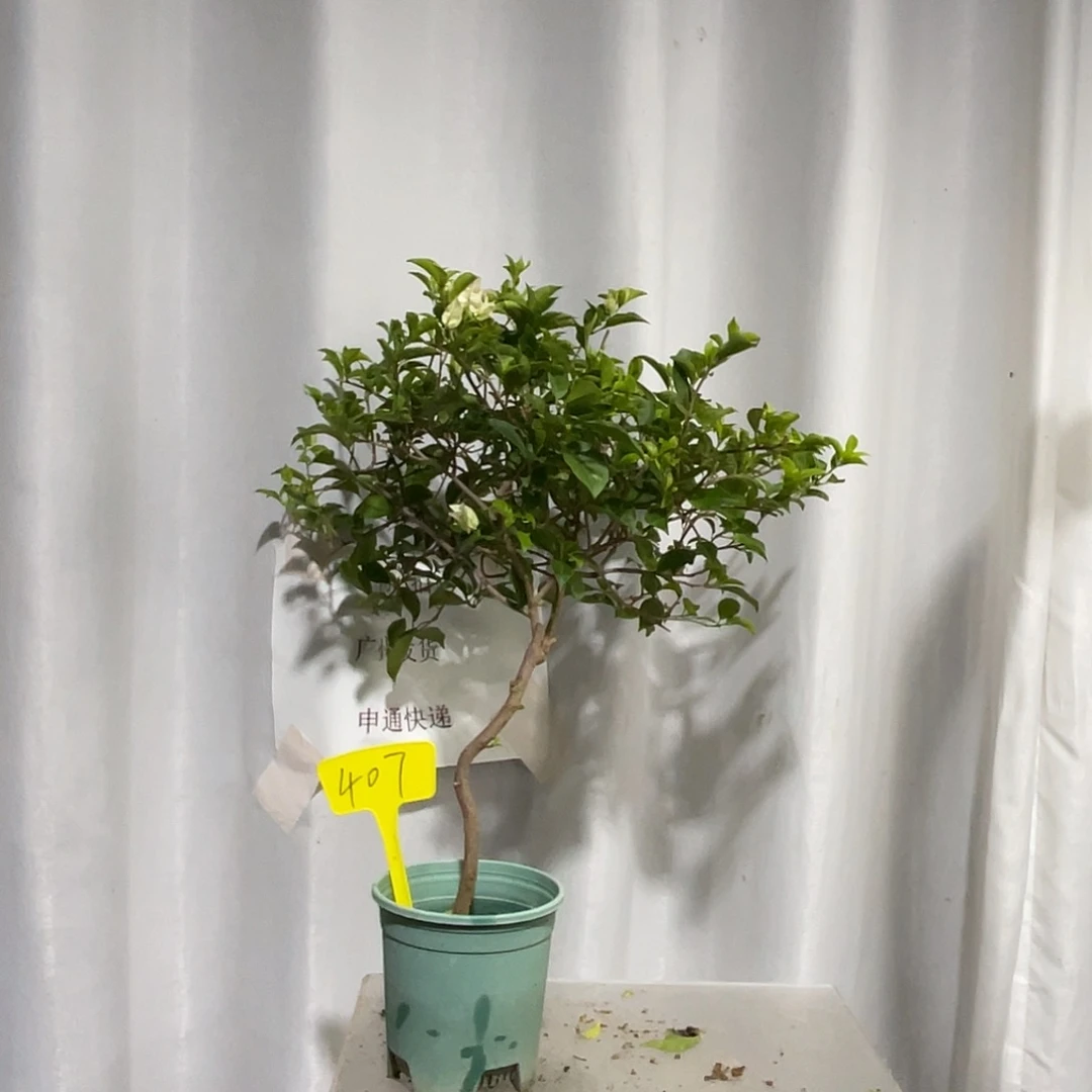 当前无花栽培后可以开花407绿叶丽娜扦插
