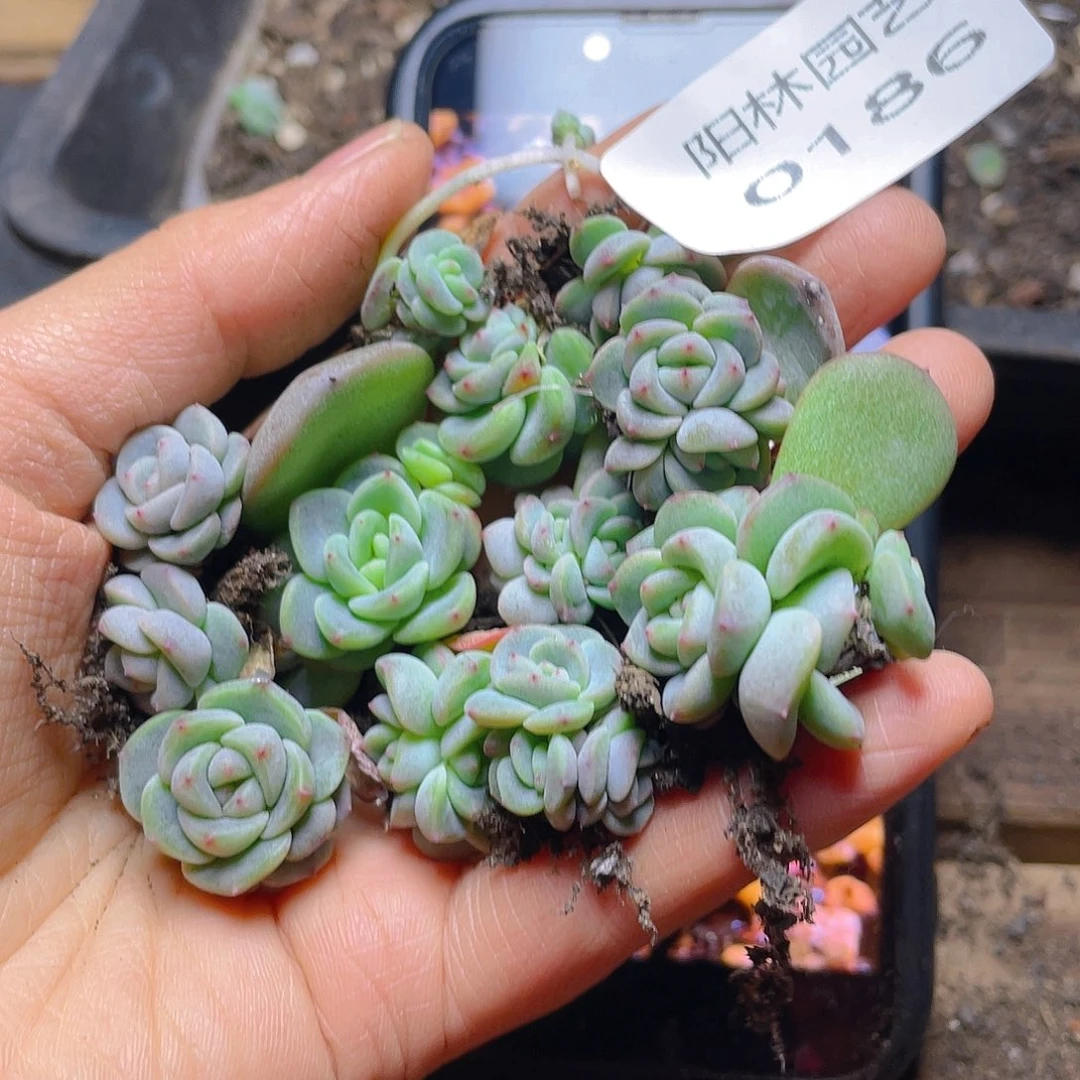 多肉植物多肉植物186