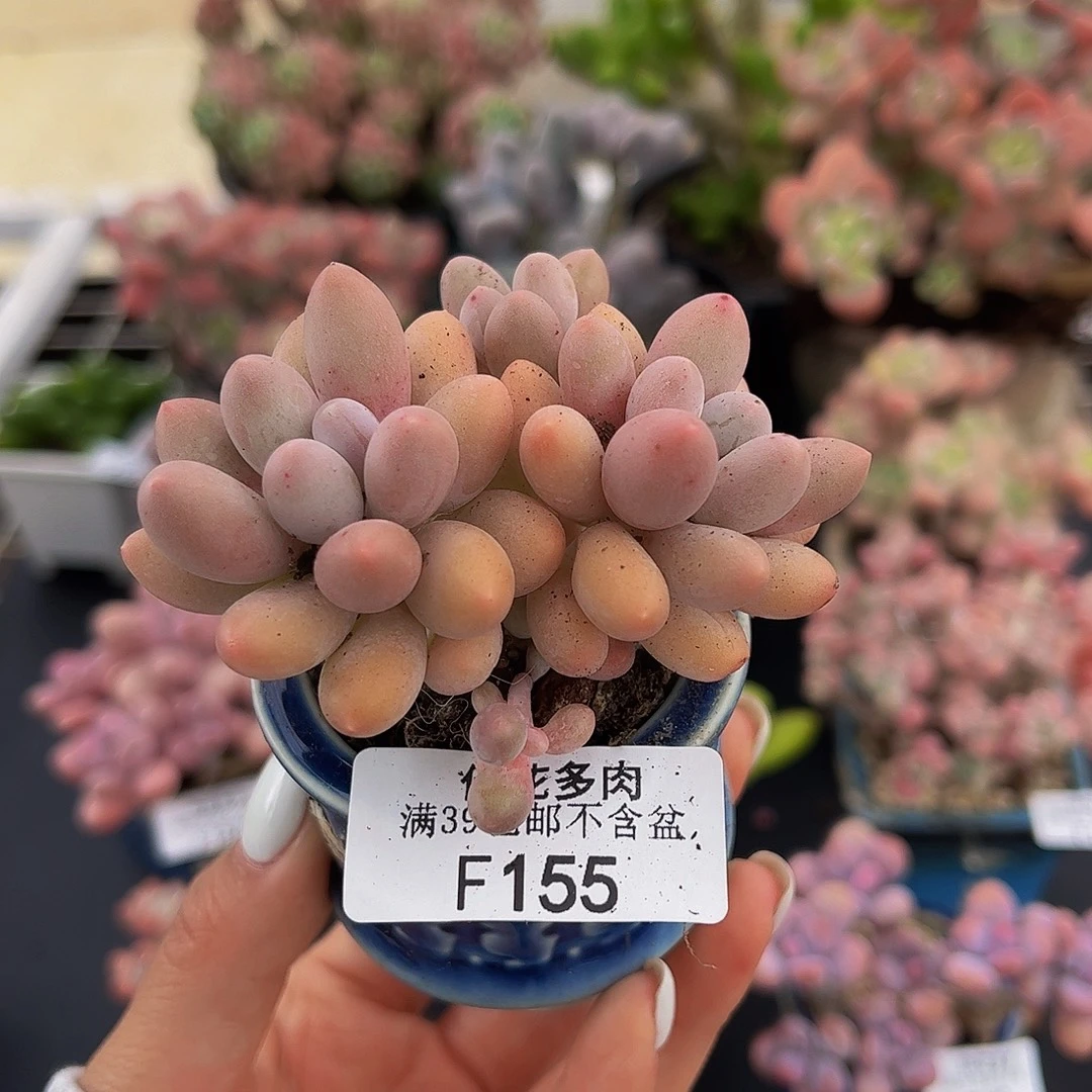 155-黄金香水手指奶酪多肉4cm