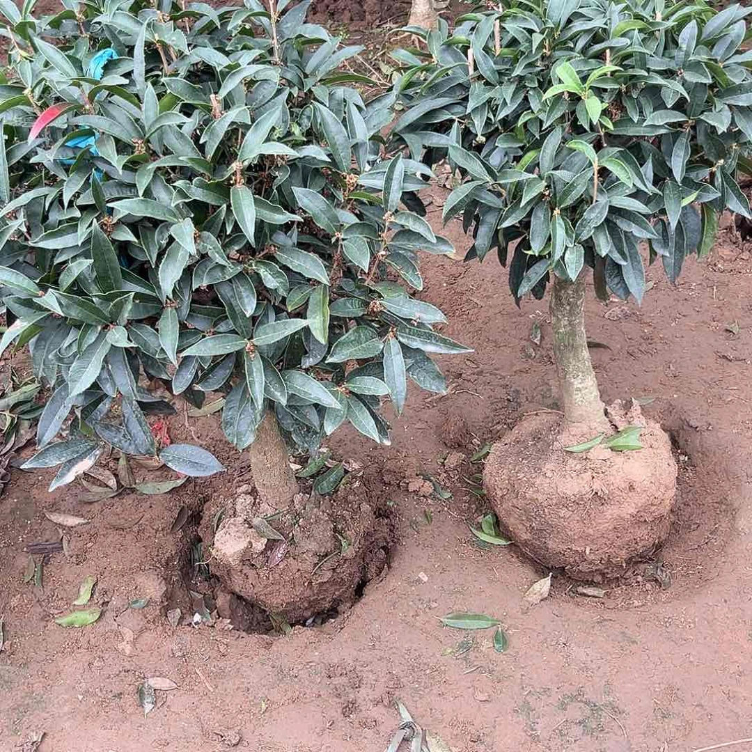 当前无花栽培后可以开花用****2