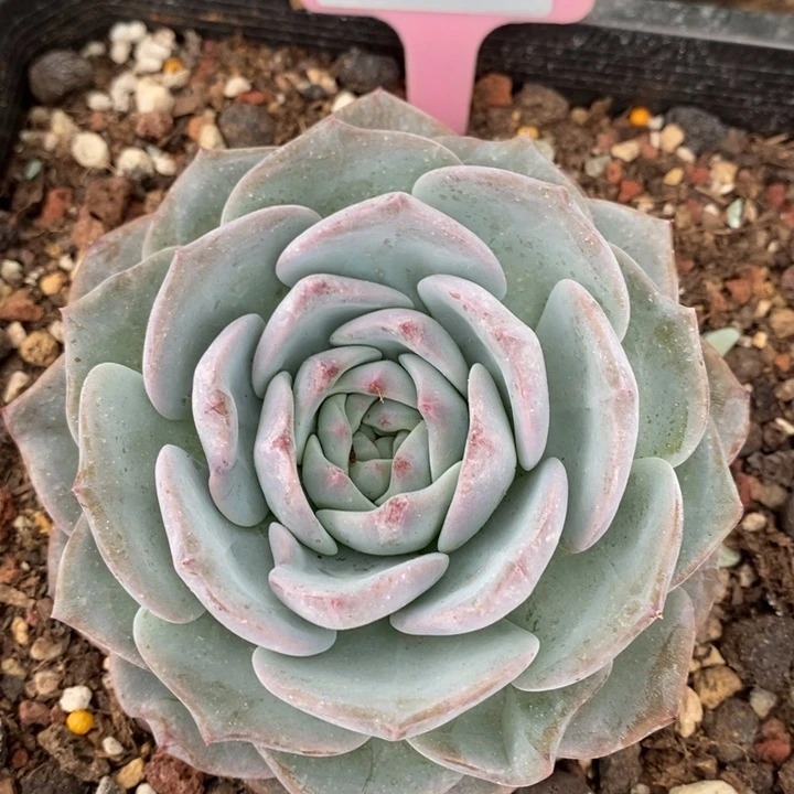 D576- 直播福利 玉玲珑
