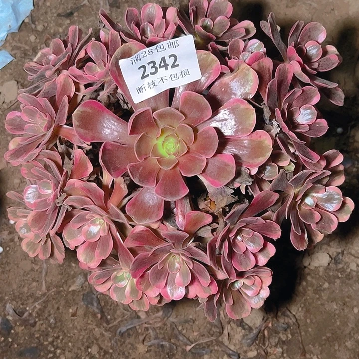 2343爱神多肉植物保护