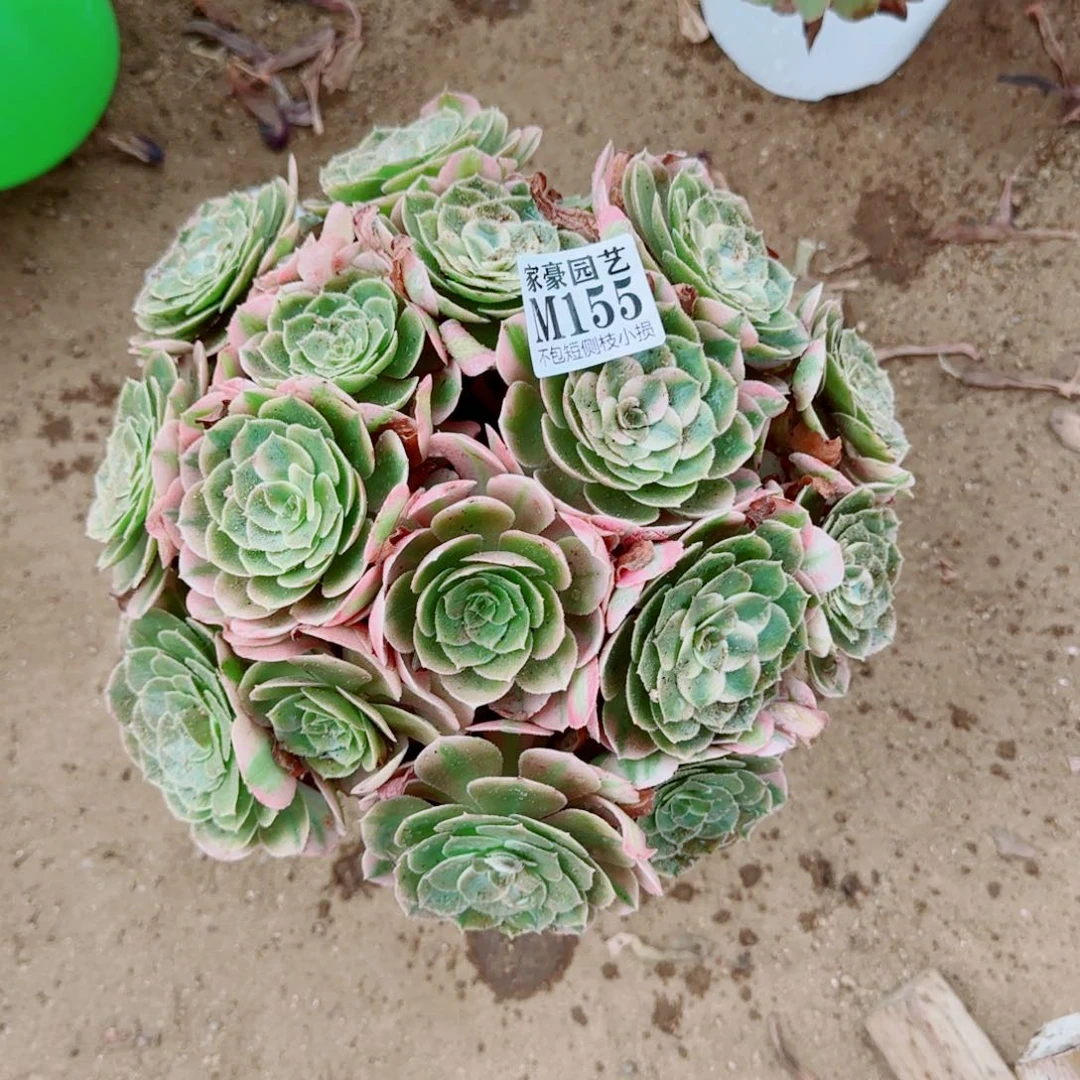 荔枝法师155冠幅30