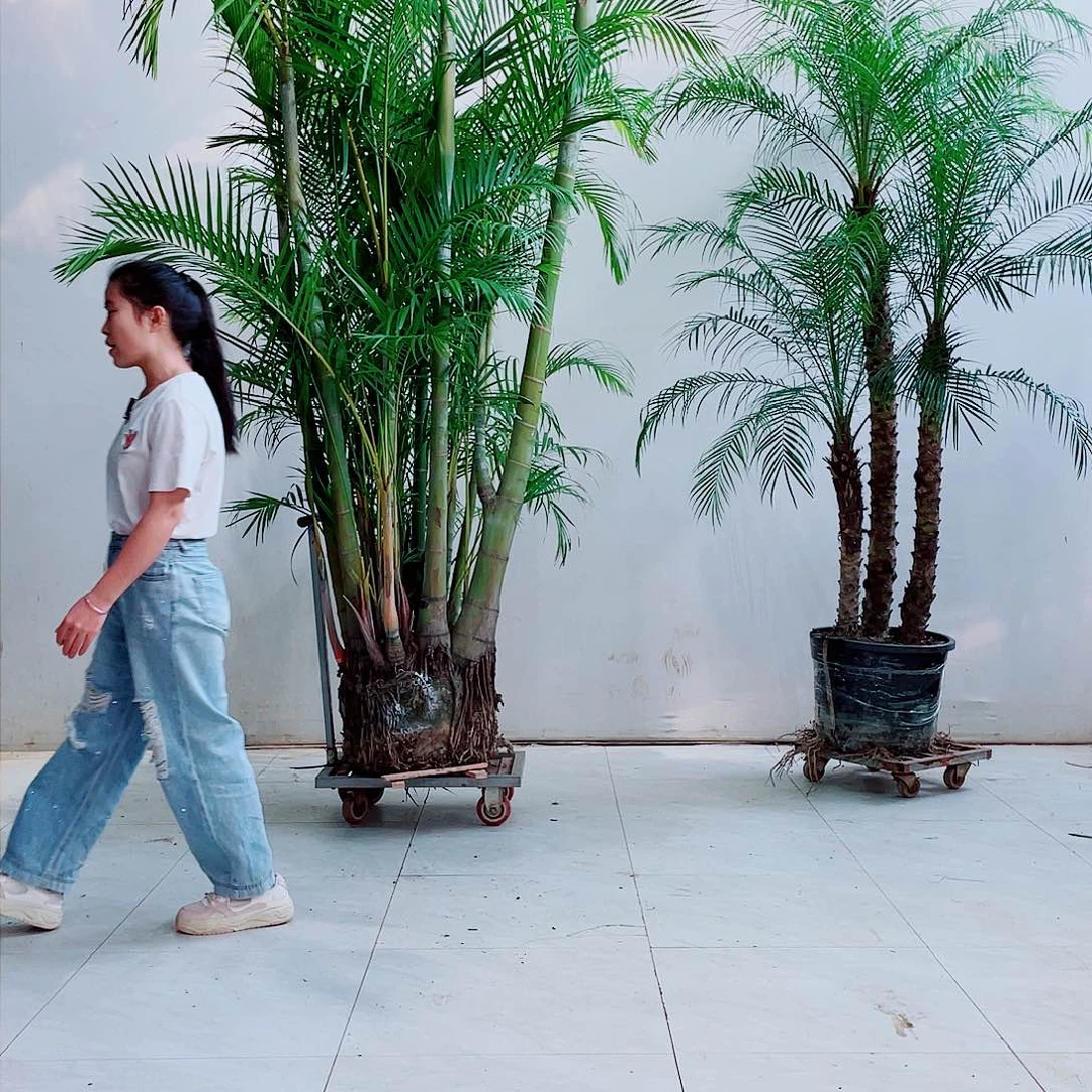 无花朵饮**源88899888899