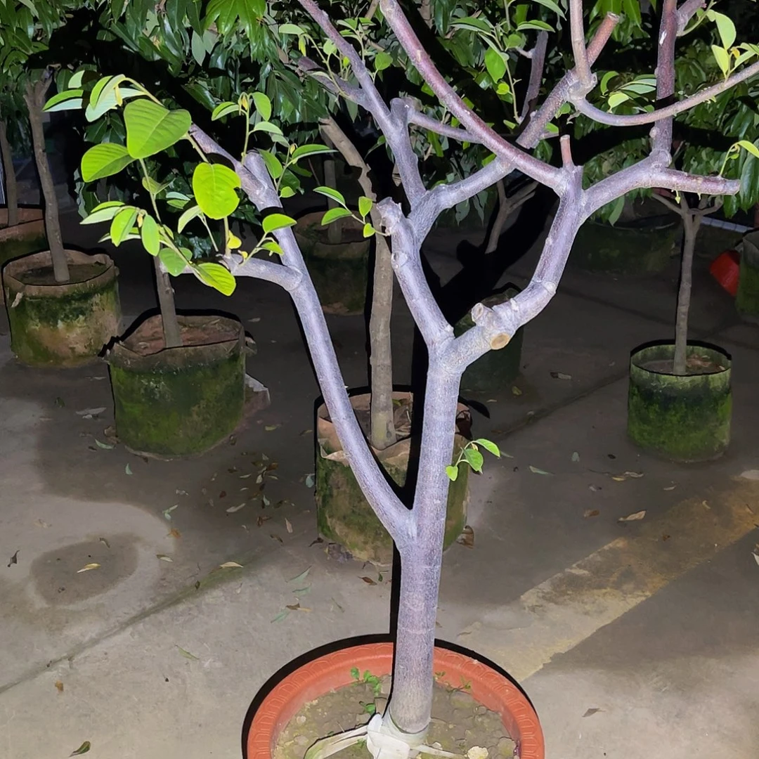 用***4完全开放果树果树111111