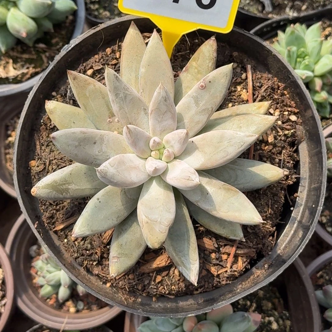 多肉植物大魔王876