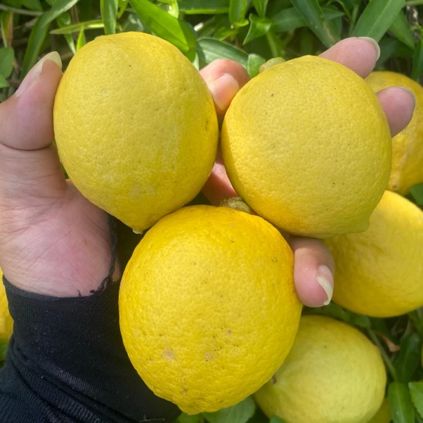 广东香水柠檬黄果5斤皮薄多汁酸爽清新无籽黄柠檬新鲜奶茶店商用