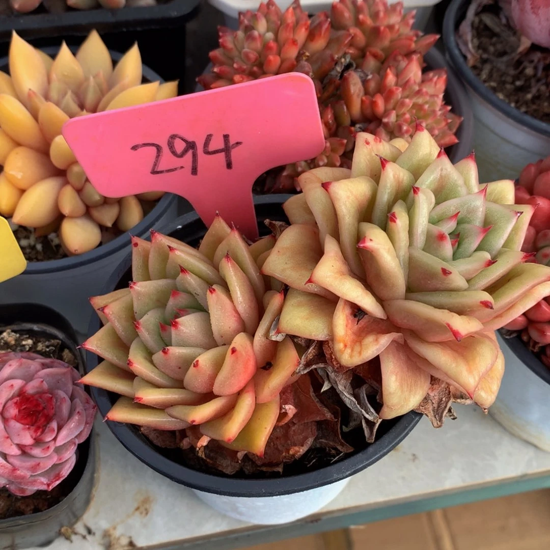 蔷薇玛利亚锦525262626262