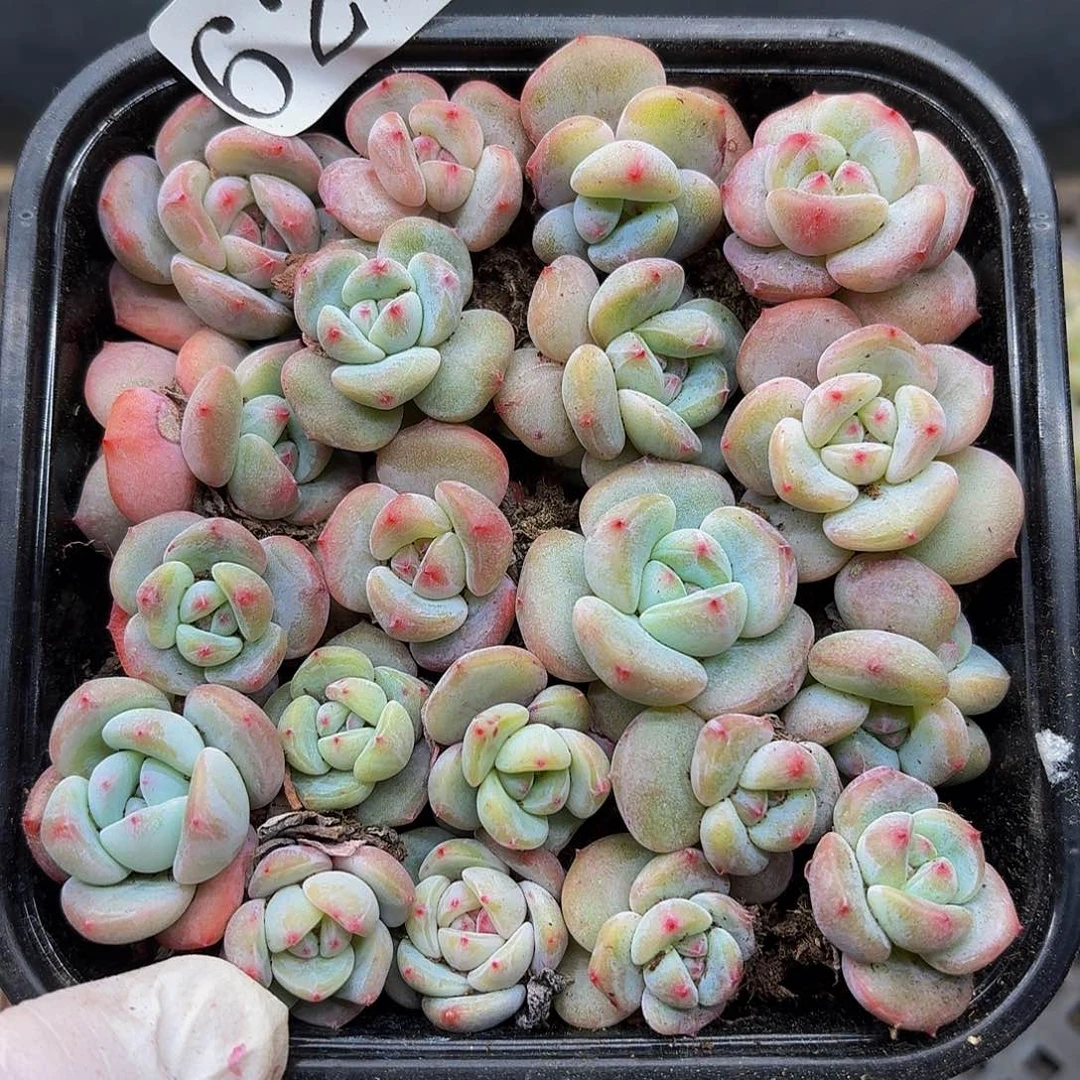 多肉植物多肉植物62