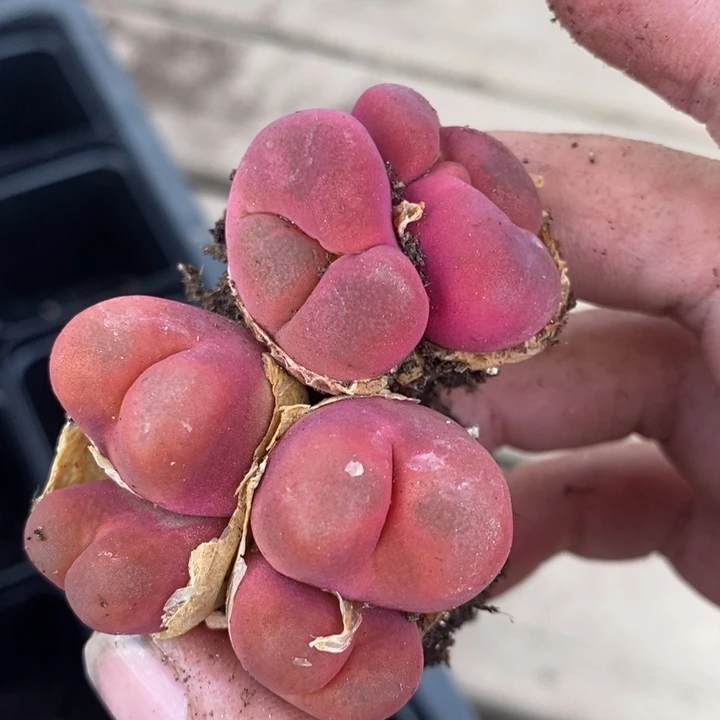 26145一组一组一组