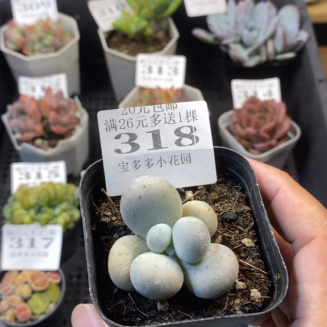 奶酪一物一拍满20元包邮满26送一颗