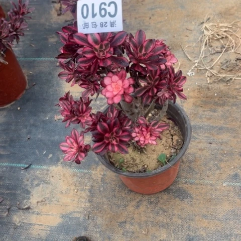 910香香母本有砍不包断枝