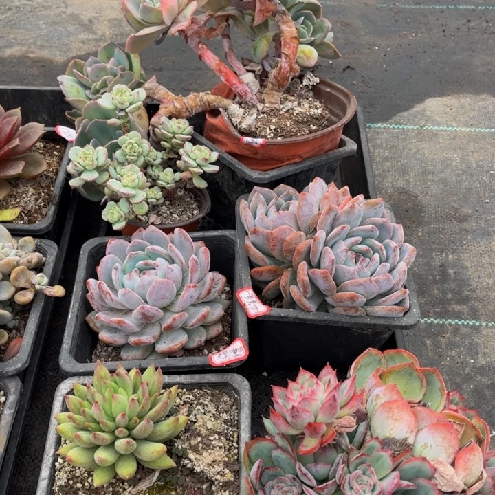 莫***莫橙子双头侧影掉头不包损岩字单头