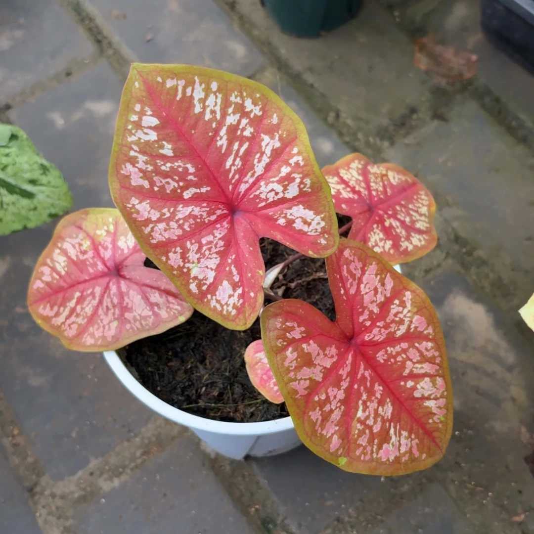 花***完泰国彩叶芋139-0915