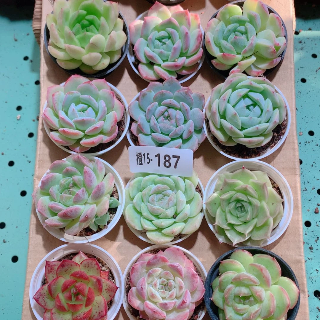 15-187一物一拍多肉带盆18颗