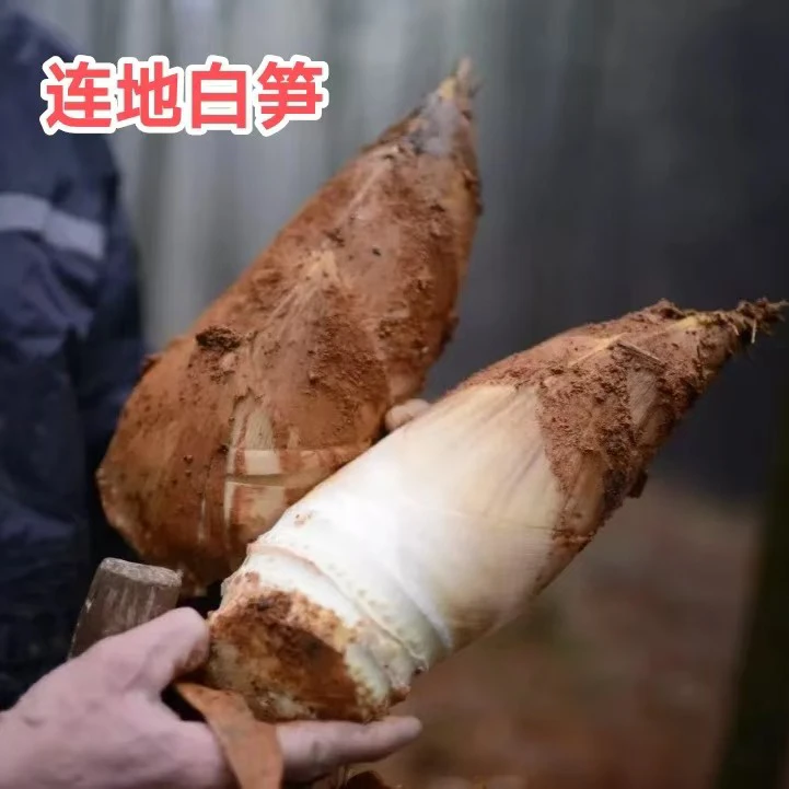 【建瓯连地白笋】福建南平高山白肉笋20斤顺丰包邮现挖现发