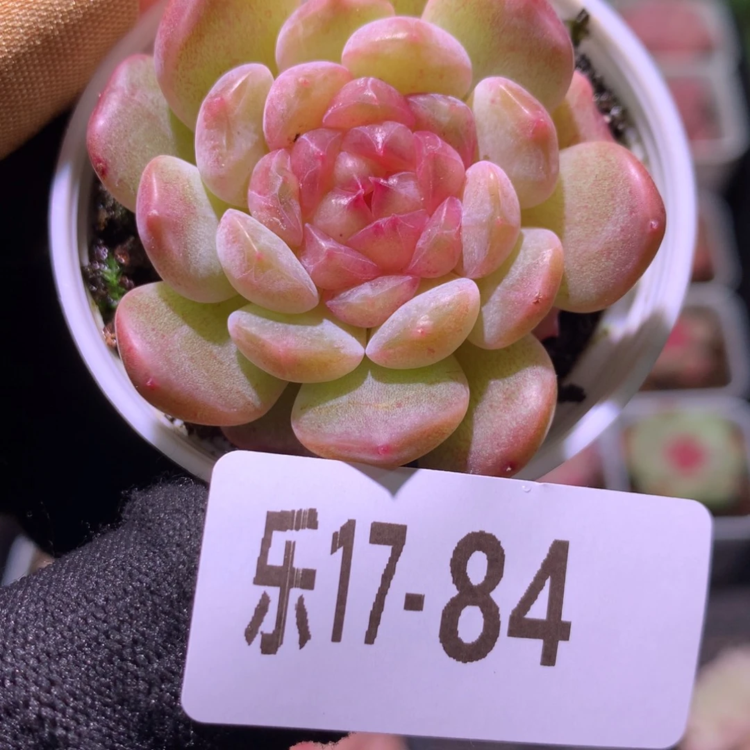 乐然17-84 珍妮新品