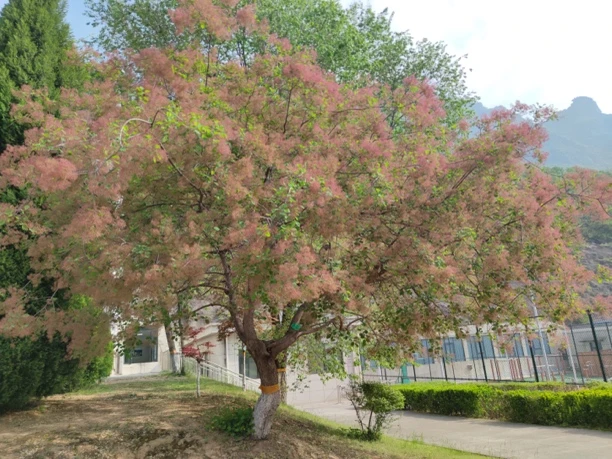 黄栌、盆景、园林、绿化