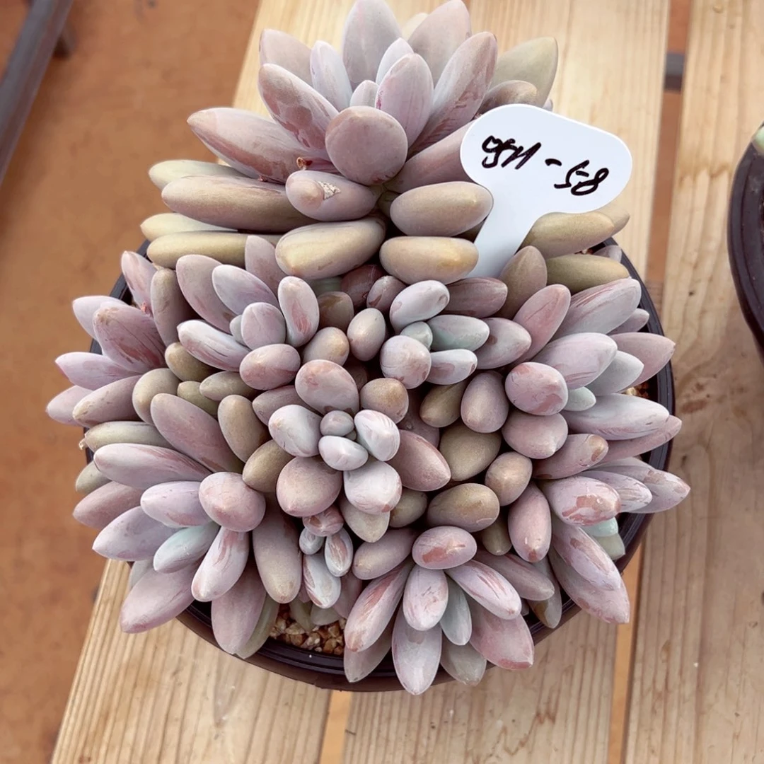 恋*0511-58原始虞美人