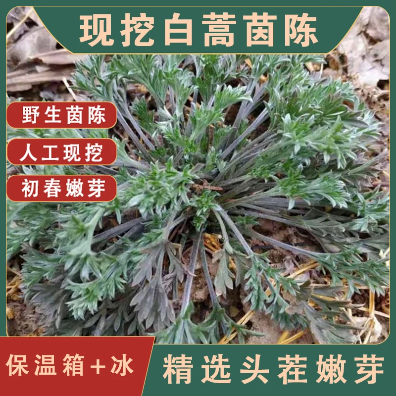 2025年新鲜野生茵陈现挖野生白蒿整颗新鲜时令蔬菜食用野菜