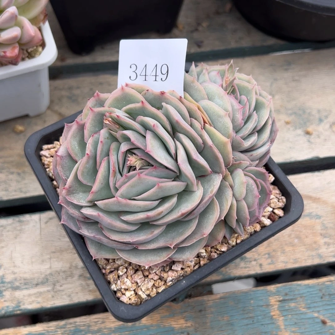 鑫*3449多肉多多多多多