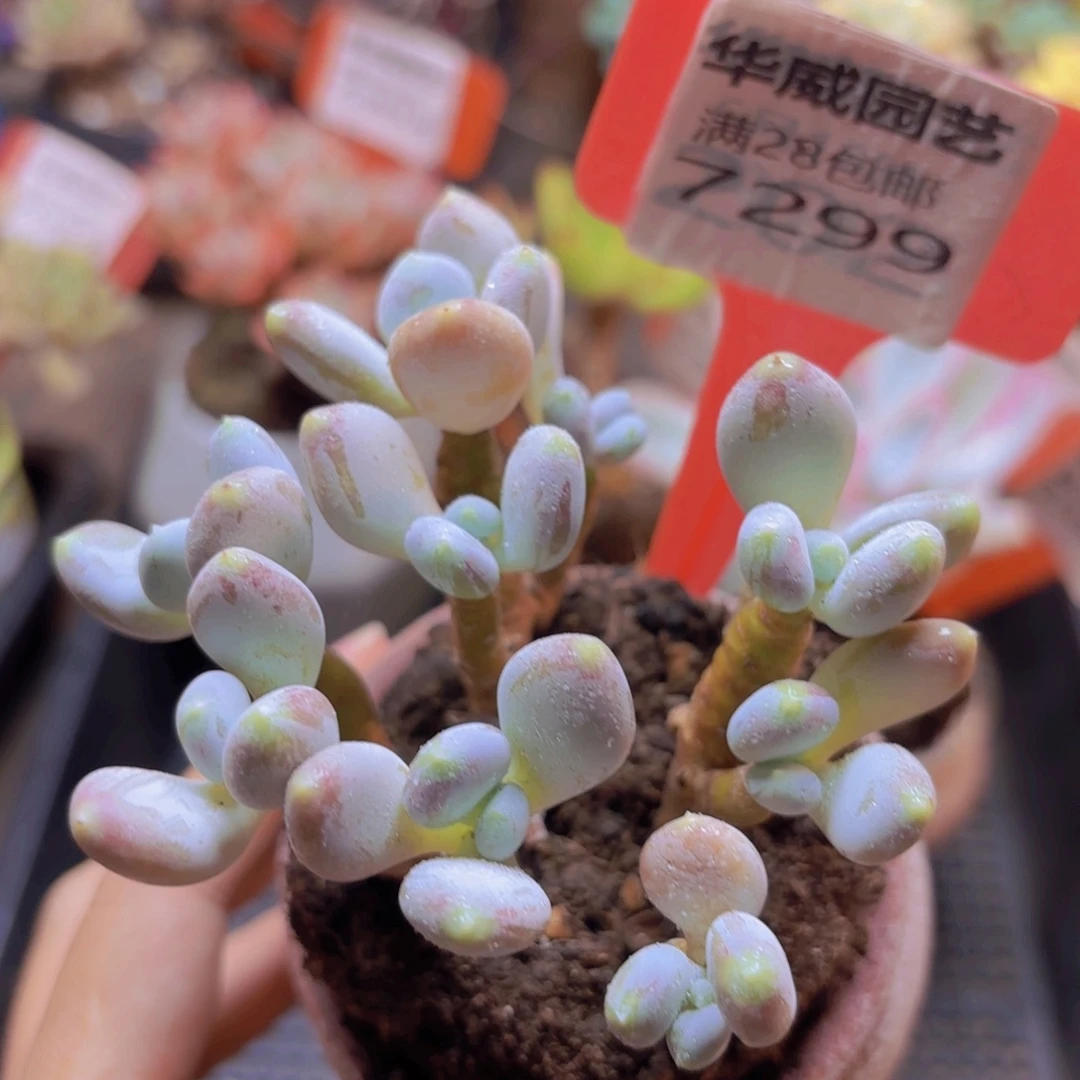 7299（28包邮）