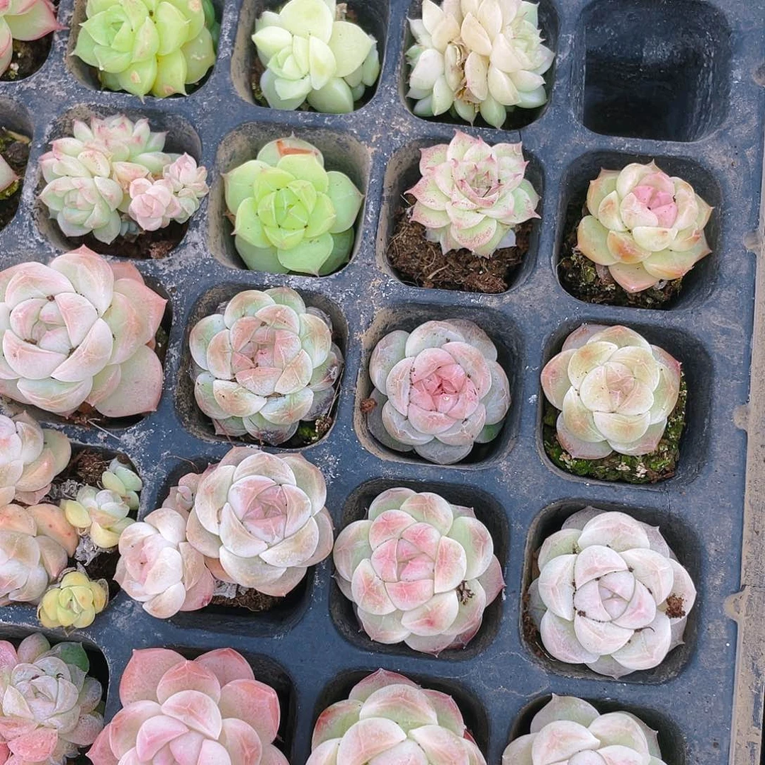 好白桃汽水穴一个满25包邮