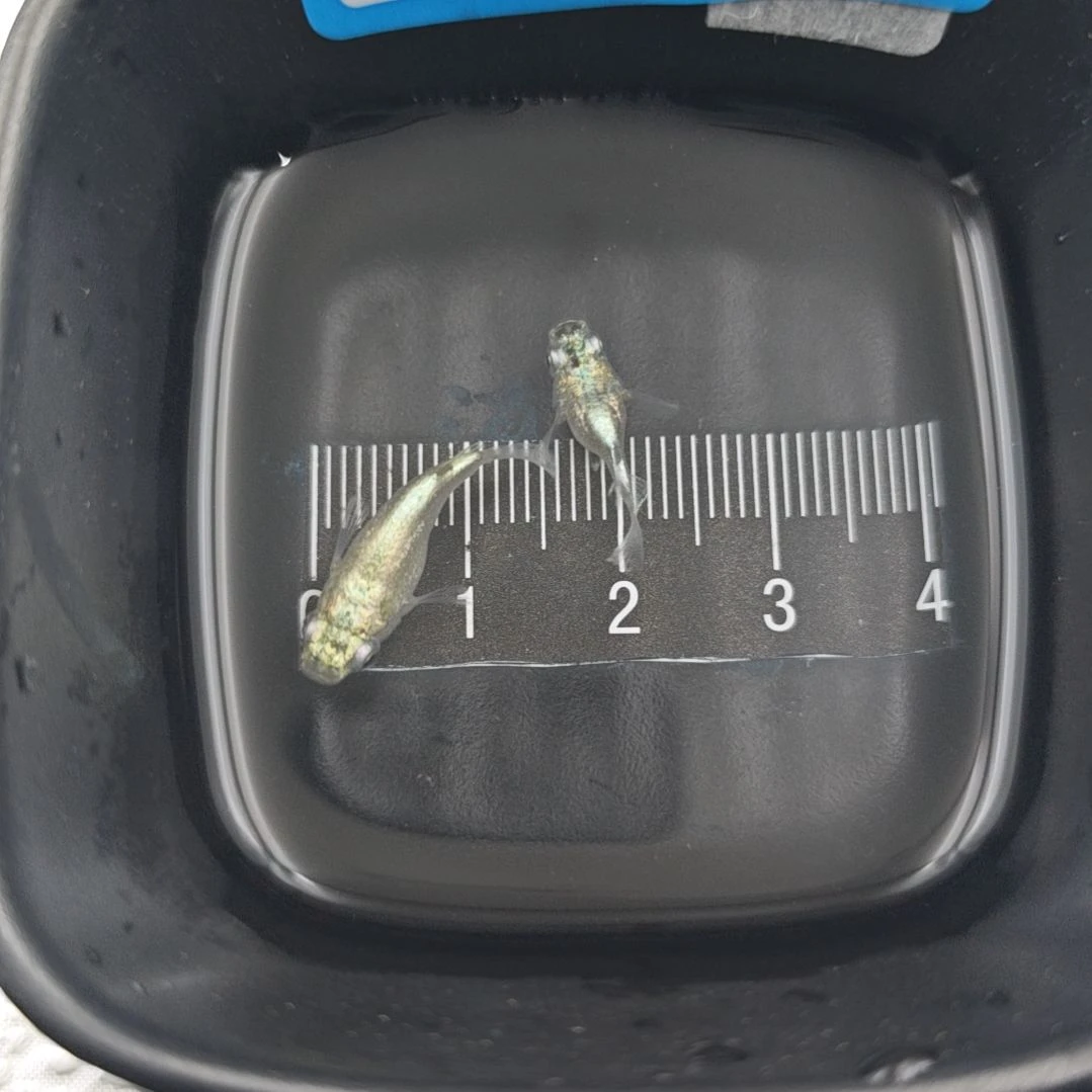 青鳉鱼观背青鳉海王星球一对7号
