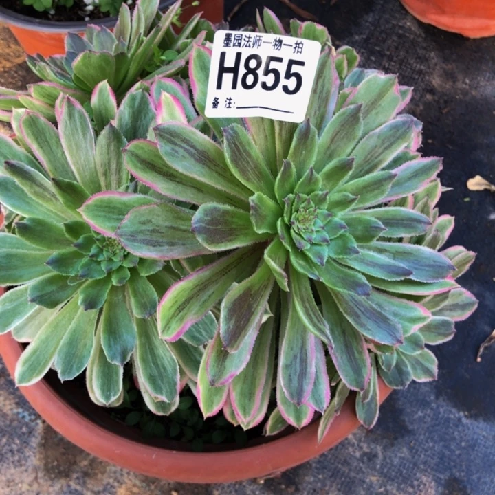 用****7黛玉多肉85500000000