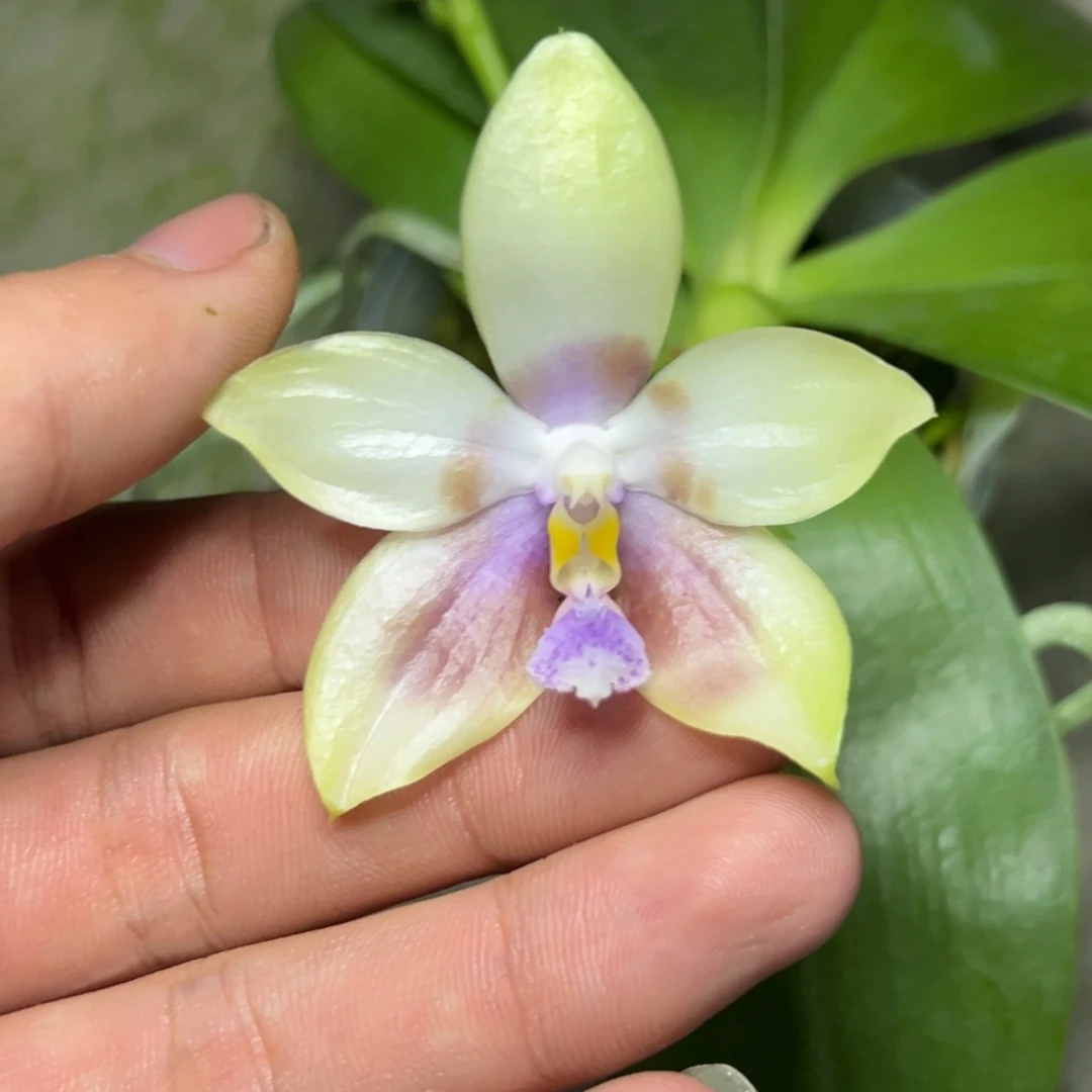 完全开放l257n6506