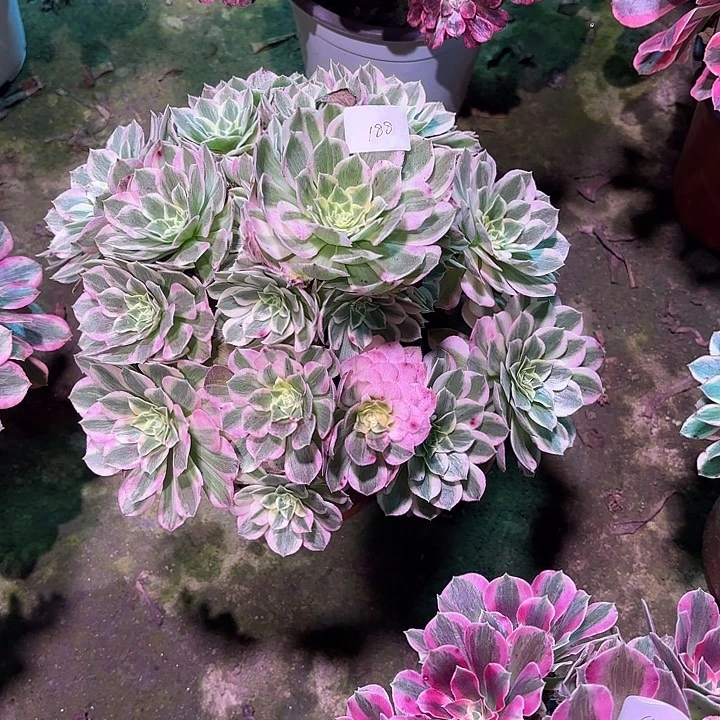 多肉植物海王00188