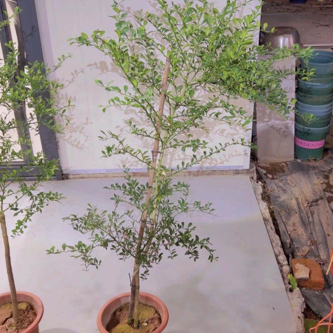 绿植盆栽植物花卉