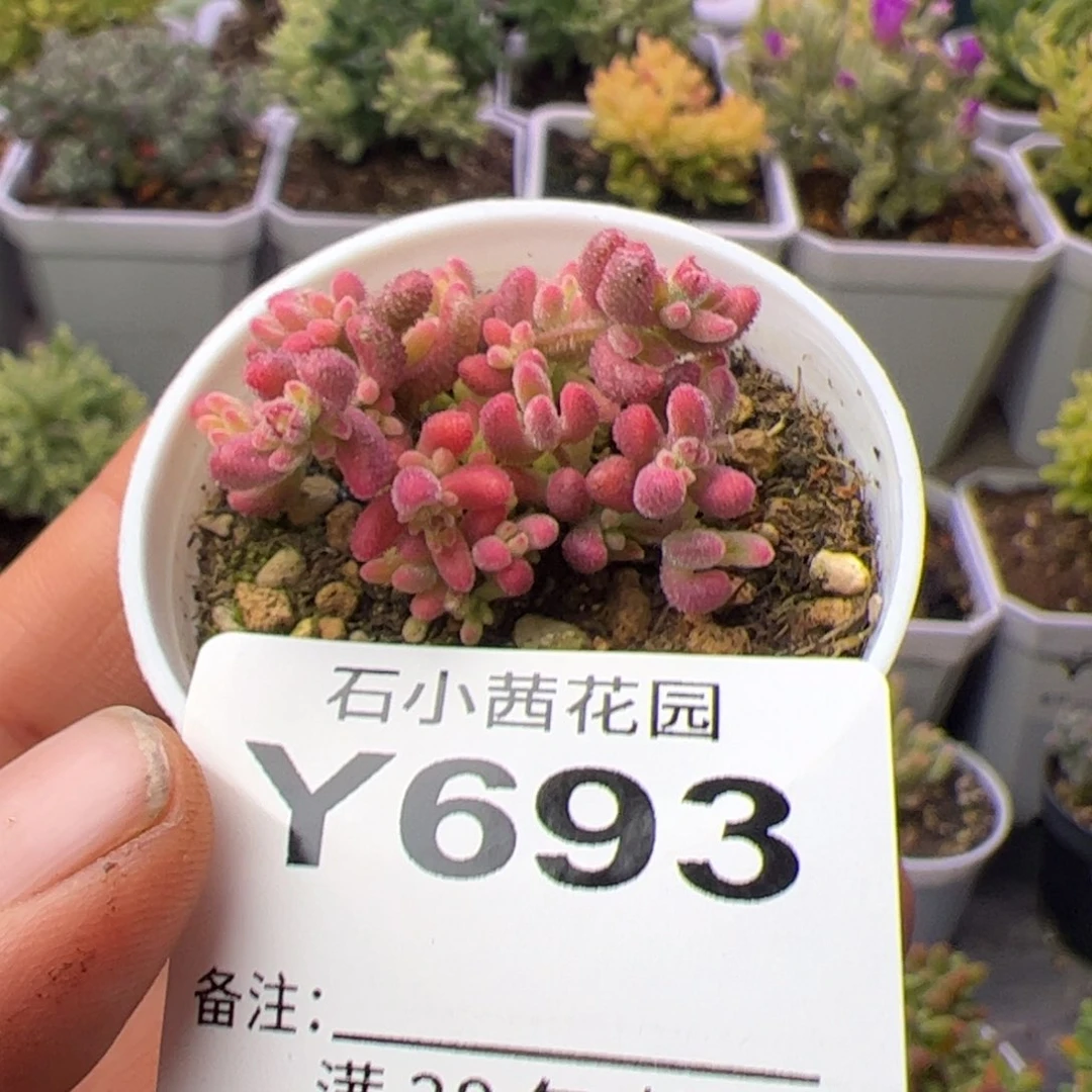 多肉植物枝干红宝石锦